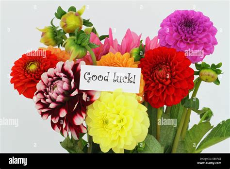 Good Luck Card With Colorful Dahlia Flowers Stock Photo Alamy