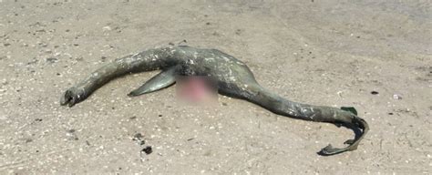 Mystery Loch Ness Monster Washes Up On A Beach In Georgia Nexus
