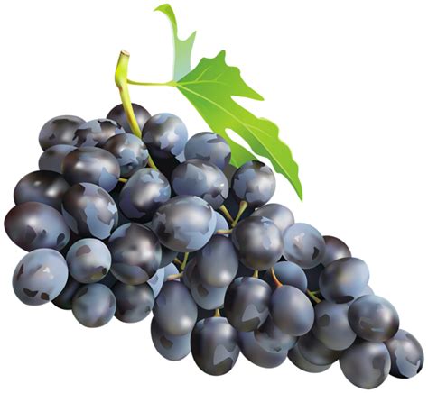 Black Grapes PNG Clip Art Image | Gallery Yopriceville ... Purepng is a community of creative people sharing transparent high quality png images without any background.