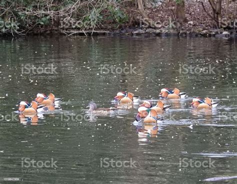 Seven Mandarin Drakes Escorting One Female Mandarin Duck Across The