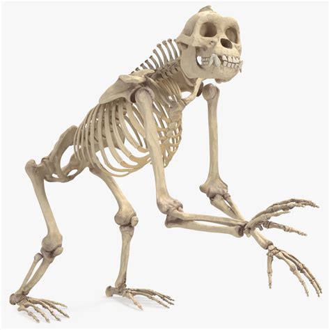 Gorilla Skeleton Rigged 3d Model 179 Max Free3d