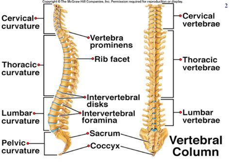 7 years ago7 years ago. Bones in the body Skeletal system 206 bones in the body Their Functions