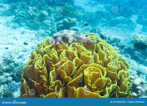 Red Sea Blackspotted Pufferfish Stock Image Image Of Marine Reef