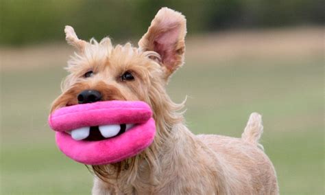 Ancol Pet Products Goofy Squeaky Toy Brings A Smile To Dogs Lips