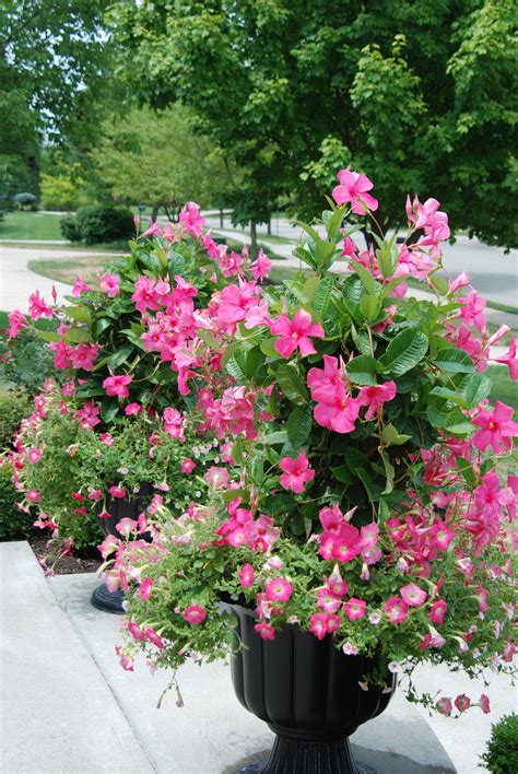 Whether you need the right planters, seeds or potting soil. pink mandevilla with petunias | Flowering vines