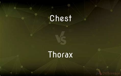 Chest Vs Thorax — Whats The Difference