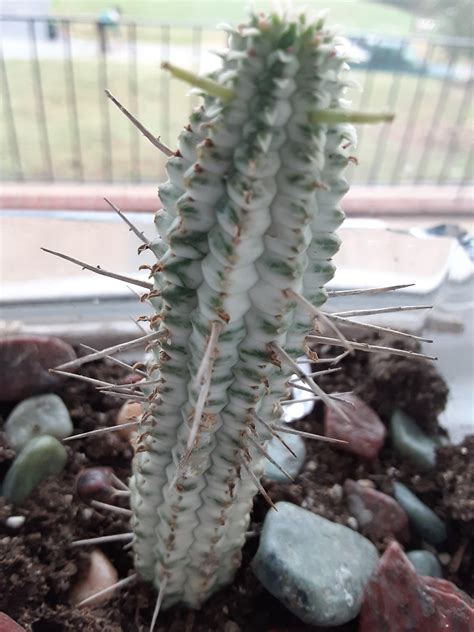So, how often do you water a cactus? What kind of cactus is this/how often do I need to water ...