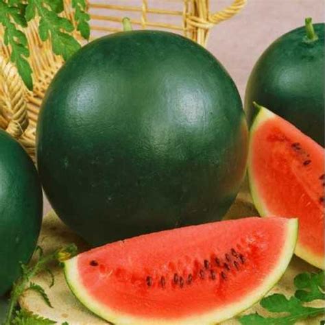Watermelon Sugar Baby 15 Fruit Seeds Viridis Hortus