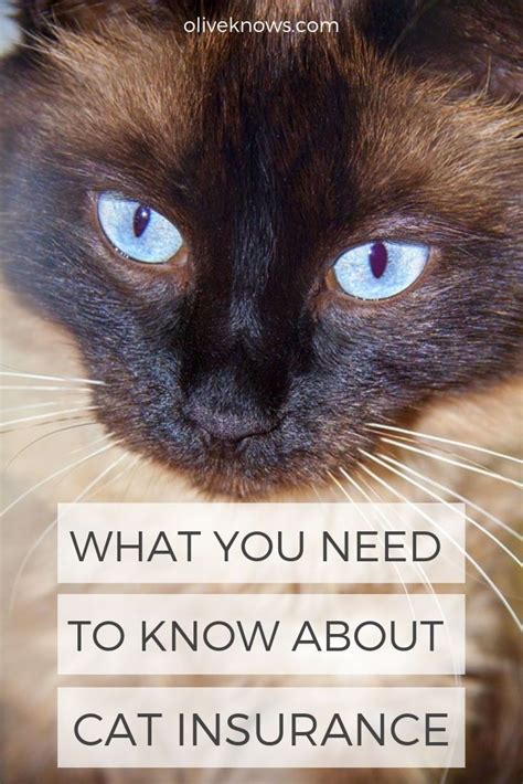 What You Need To Know About Pet Insurance Oliveknows Cat Insurance