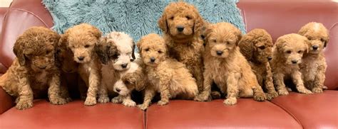 By delpha goyette thursday, march 11, 2021. Goldendoodle Puppies - HOPE HILL DOODLES