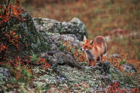 Curious Red Fox In Its Natural Habitat Altai Nature Reserve Stock