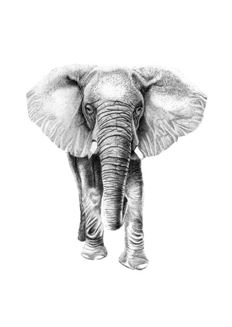 Elephant Print Nursery Art Safari Animal Wall Decor Black Etsy