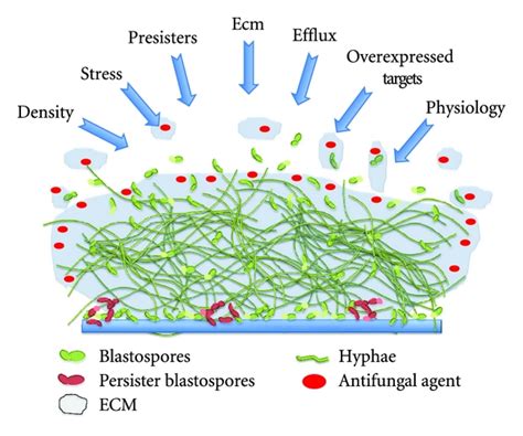 Schematic Overview Of Fungal Biofilm Resistance Mechanisms Generic
