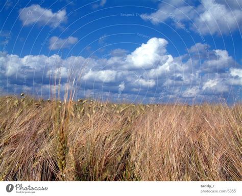 Cornfield Clouds Grain Sky A Royalty Free Stock Photo From Photocase