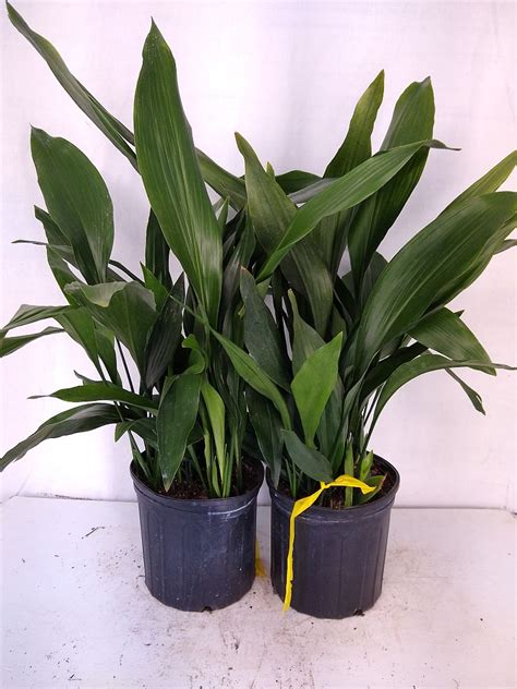 Buy Aspidistra Elatior Cast Iron Plant Free Shipping Over 100