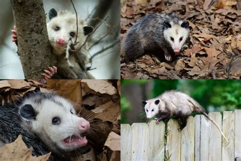 Virginia Opossum Assorted Animals