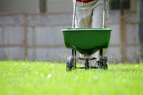 Steps On How To Fertilize Lawn Perfectly A Green Hand