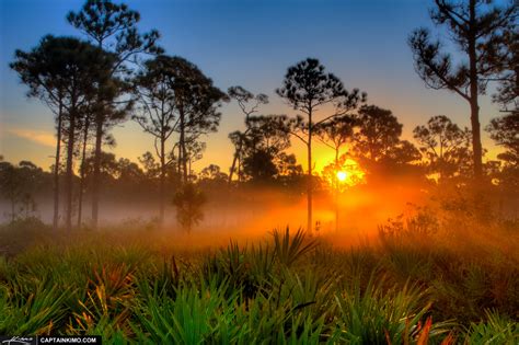 Sunrise Over Foggy Morning In Florida Pine Woods Hdr Photography By