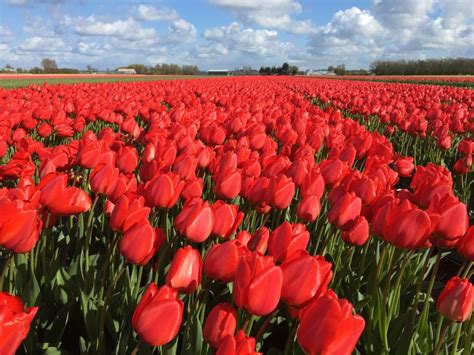Tulipanes En Holanda Los Maravillosos Jardines De Keukenhof