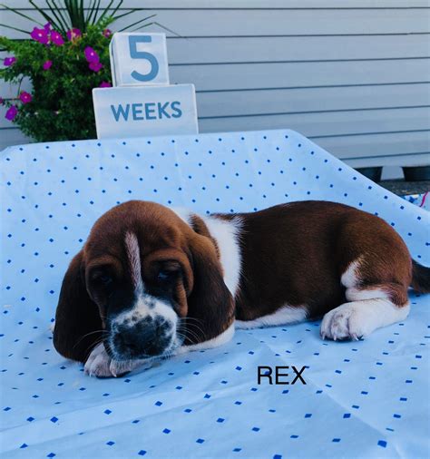 The basset hound is thought to be a descendant of the bloodhound. Basset Hound Puppies For Sale | Leonardtown, MD #307647