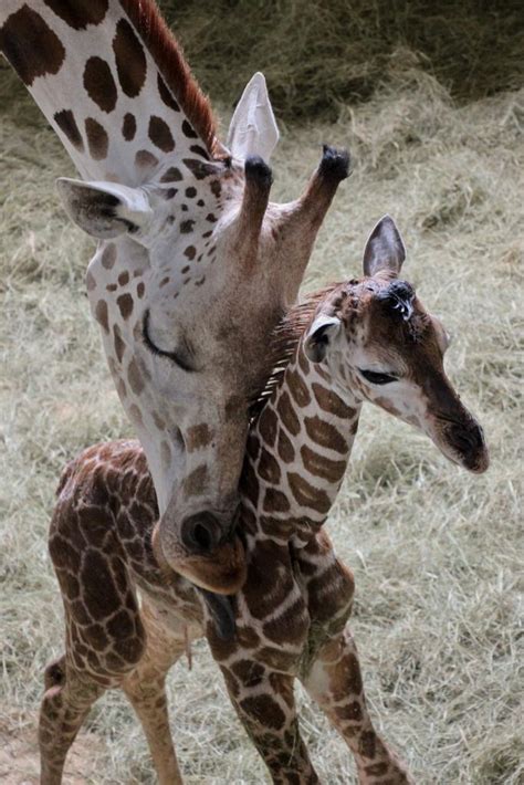 2 Baby Giraffes Born In Disneys Animal Kingdom Ziggy