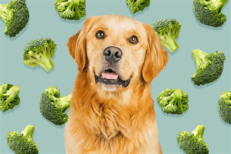 Can Dogs Eat Broccoli Daily Paws