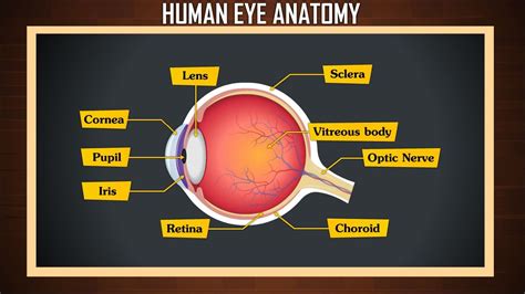 Human Eye Anatomy Structure And Function Parts Of The Eye Youtube
