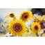 Sunflowers Wallpaper Summer Nature Wallpapers HD / Desktop And 