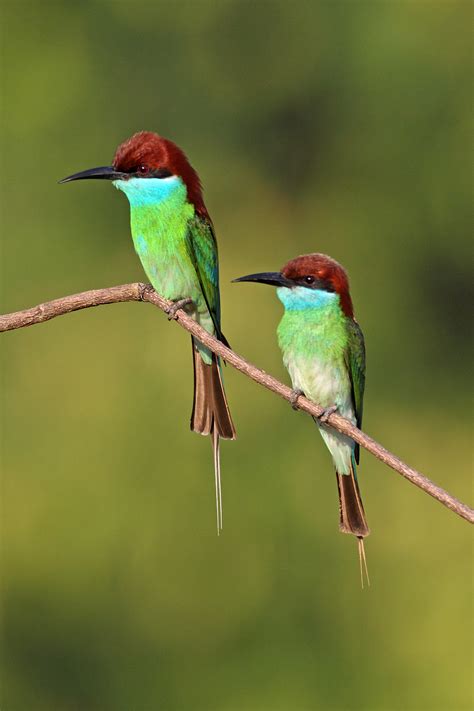 Blue Throated Bee Eater Nesting In Penang