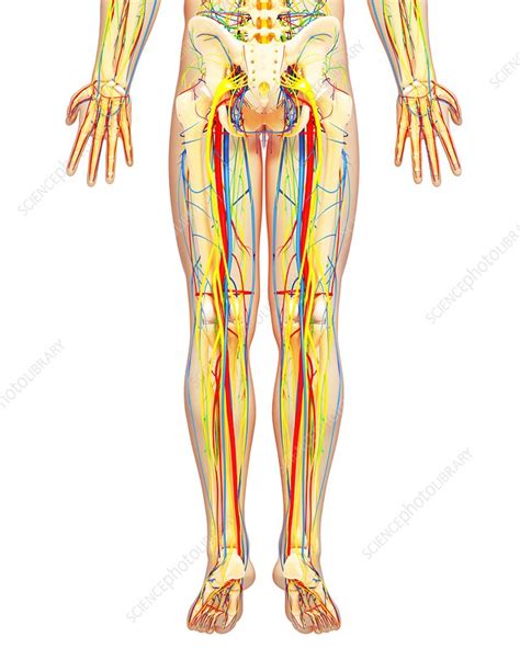 What is the skeletal system? Lower body anatomy, artwork - Stock Image - F005/9864 ...
