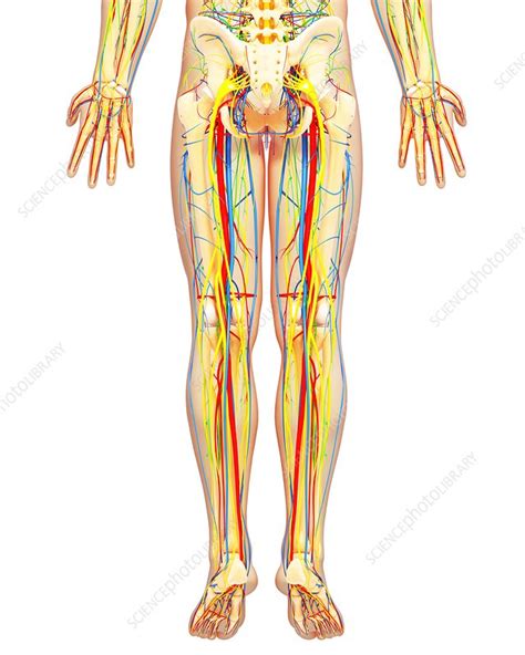 Check spelling or type a new query. Lower body anatomy, artwork - Stock Image - F005/9864 ...