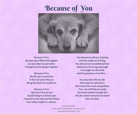 Celebrating The Unbreakable Bond Pet Loss Poems For Our Beloved Dogs