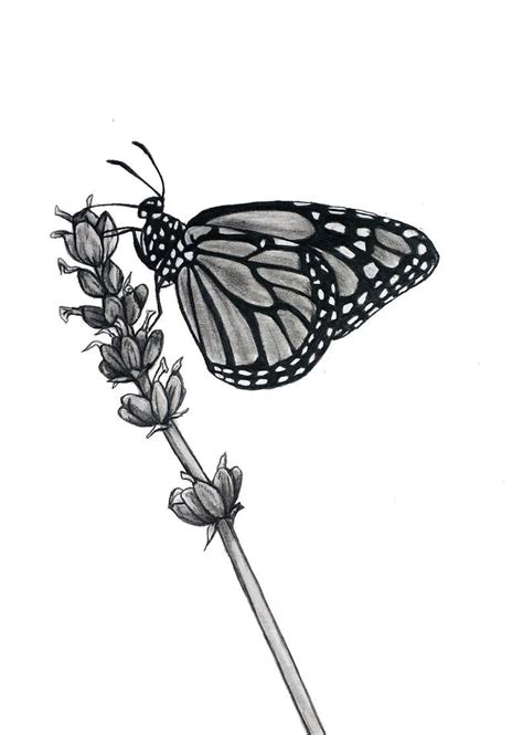 Creative Easy Pencil Drawings Of Flowers And Butterflies Draw Heat