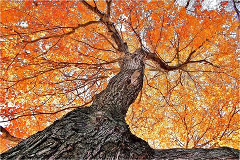 Autumn Trees Tree Tree Art