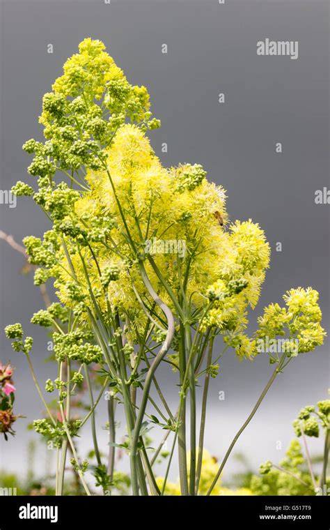 Fluffy Yellow Flowers Of The Tall Herbaceous Perennial Meadow Rue