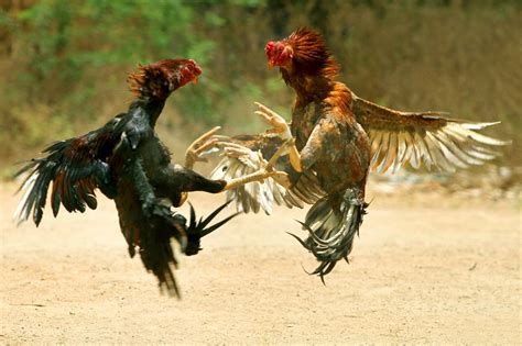 Plaskett Tells Congress Attempt To Ban Cockfighting In Usvi Is