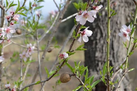 Almonds And Almond Flowers In Tree Stock Image Image Of Gardens