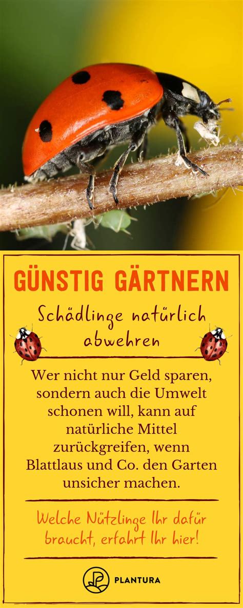 Wenn ameisen im garten lästiger sind als nützlich, wird es zeit zu handeln: Rote Ameisen Im Garten Elegant Die 133 Besten Bilder Von ...