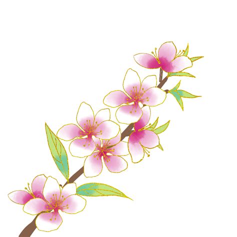 Blooming Pink Peach Blossom Branch Bloom Pink Peach Blossom Png