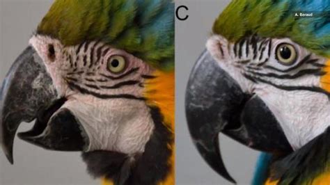Like Humans Macaws Blush While Communicating