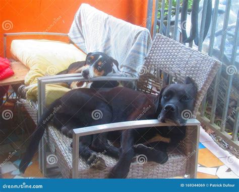 Two Dogs Are Sleeping On The Sofa Stock Image Image Of Sofa Little