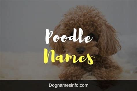 1000 Top Ridiculously Useful Poodle Names For Dogs 2022