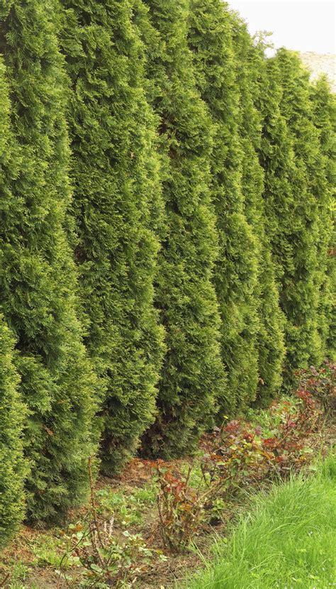 Evergreens With Quick Growth Learn About Evergreen Shrubs That Grow Fast
