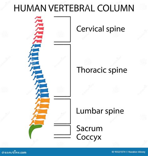 Diagram Of A Human Spine Stock Vector Illustration Of Chart 95521074