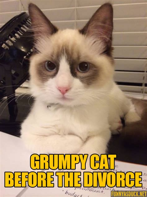 Grumpy Cat Before The Divorce Funny As Duck