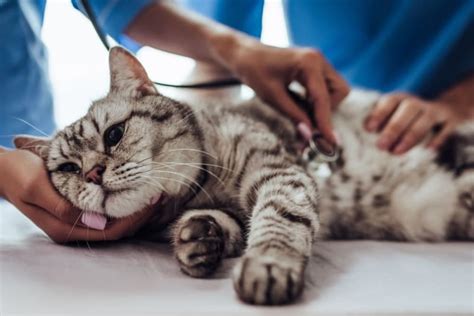 How To Tell If Your Cat Is Sick Signs And Symptoms Zeeland Vets