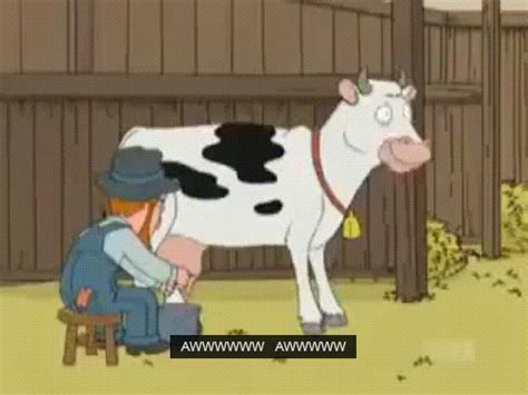 Milk Cow  Find And Share On Giphy
