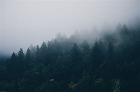 Aesthetic Foggy Forest Wallpaper Posted By Sarah Peltier