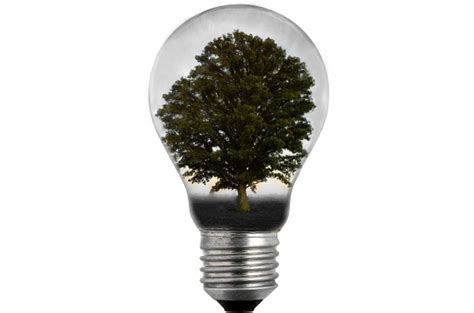 Bulb Light With Tree Free Stock Photo Public Domain Pictures