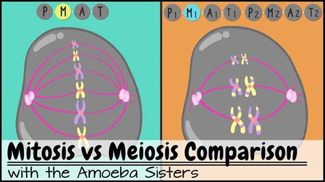 Mitosis And Meiosis Venn Diagram